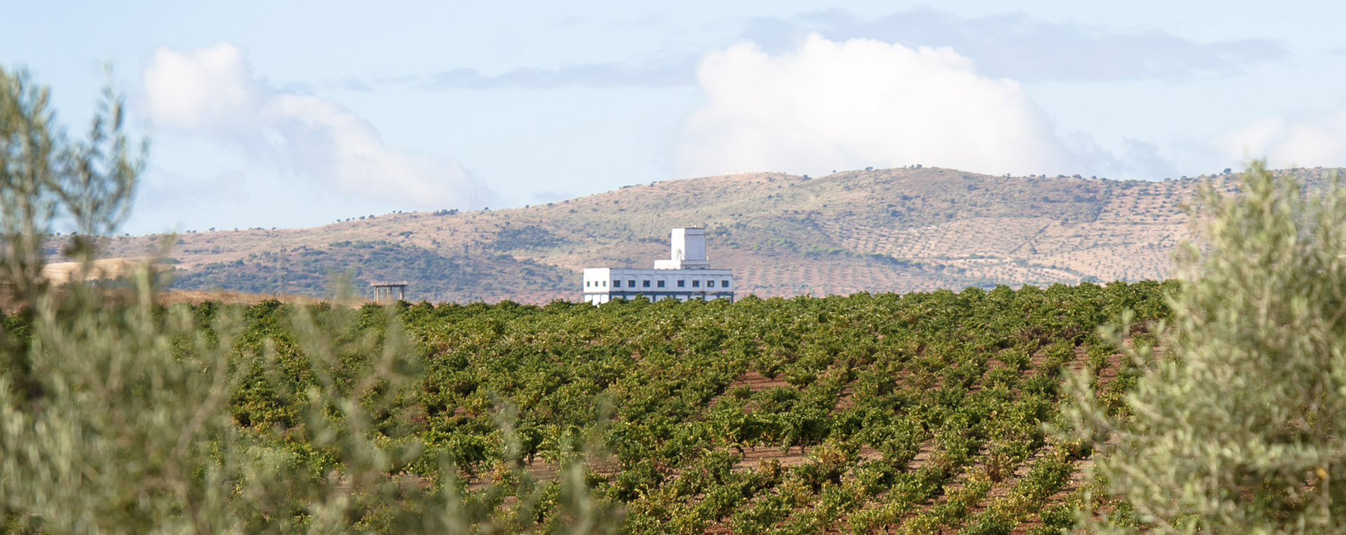 La Ruta del vino y del cava Ribera del Guadiana, premio nacional de enoturismo