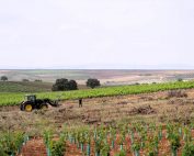 Viñas de Alange