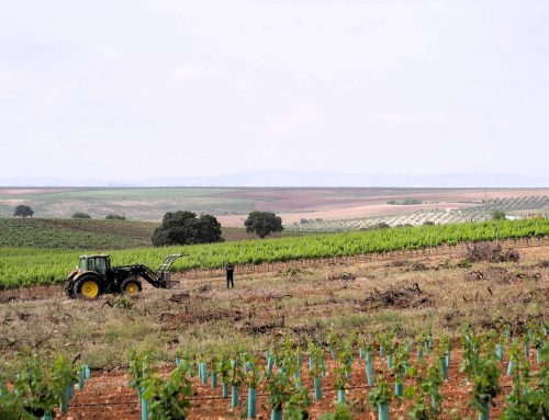 Viñas de Alange, una apuesta por la calidad con sello Palacio Quemado