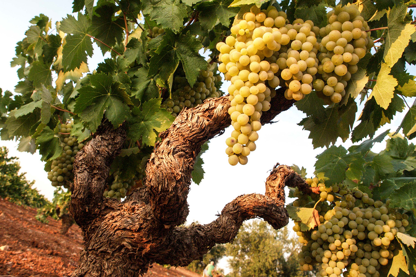 D.O. Cava en Extremadura